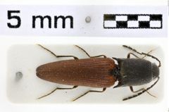 Foto (Dorsalansicht) von Priopus beauchenei (Platia & Schimmel, 2004)
